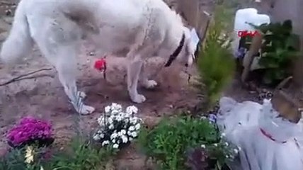 Genç kızın mezarının başını bırakmayan köpeğin sırrı çözüldü