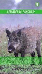 Corvidés ou sanglier : quel est l’animal qui a le plus d’impact sur les cultures en Wallonie?