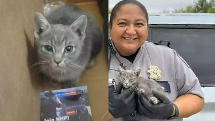 HERO Cops Rescue Kitten On Highway!