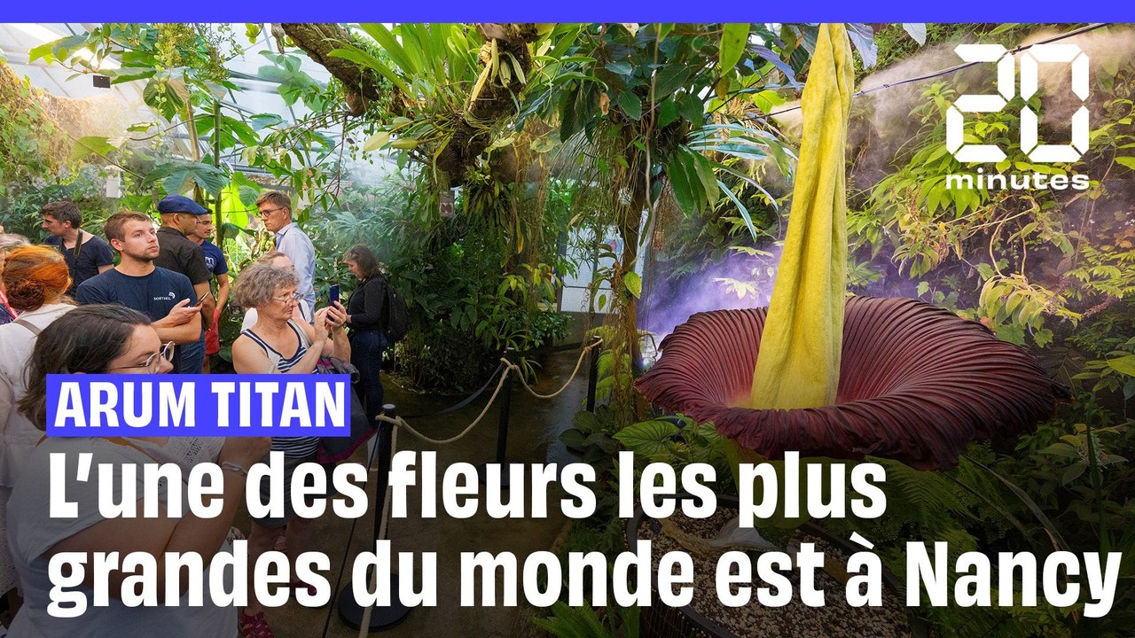 Arum titan : 2 mètres et 33 kilos, l'une des fleurs les plus grandes du monde est à Nancy