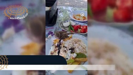 Muğla'da yavru serçe yemek yiyen kişinin tabağından ve elinden beslendi