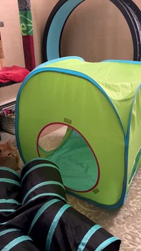 Le gros bond du chat ne se déroule pas comme prévu