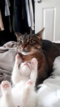 Un chaton essaie de faire jouer un chat plus âgé