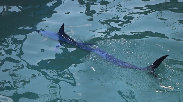 Köpek balığı sanıp taşladılar, nesli tükenmekte olan tür çıktı
