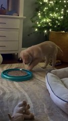 Un chiot joue avec un jouet pour chat pendant que le chat regarde