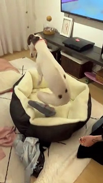 Chiot ravi par son nouveau lit pour chien