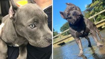 Manchester Headlines 13 July: Man pleads guilty to cropping dog’s ears and banned from owning animals for two years