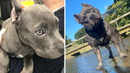 Manchester Headlines 13 July: Man pleads guilty to cropping dog’s ears and banned from owning animals for two years