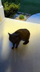 Le chat errant miaule Oh non sur le porche de l'étranger