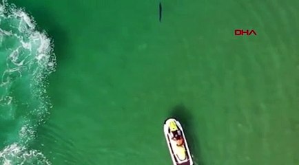 Köpek balığı sanılarak taşlandı, nesli tükenmekte olan tür çıktı