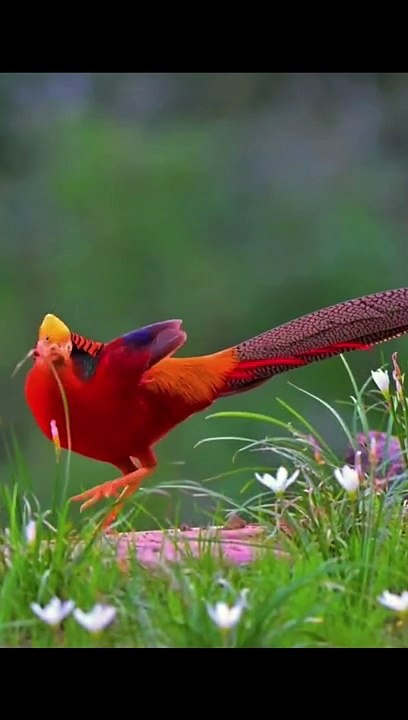 Cute birds