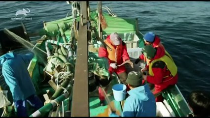 東京湾・謎の深海ザメ【世界海洋デーSP】