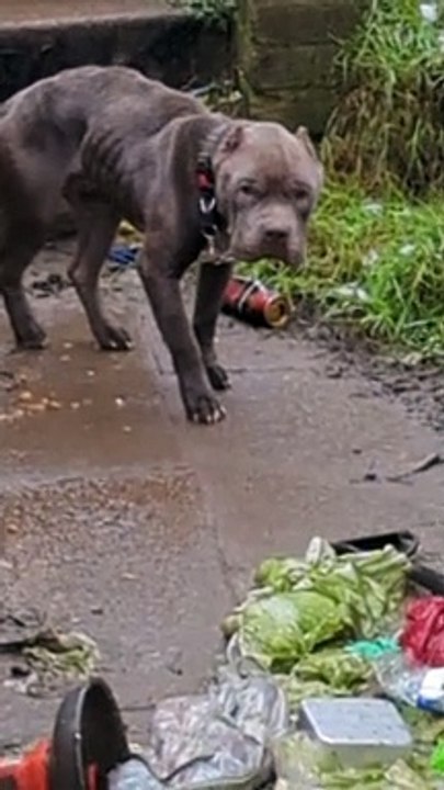 Yorkshire crime: Emaciated bulldog left out in winter freeze was found collapsed by the RSPCA