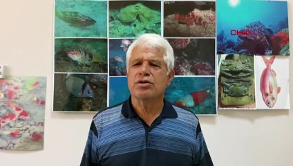 Poisson sur la plage de Kemer considéré comme requin