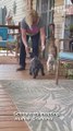 Schnauzers cannot stop jumping with excitement after owner takes them to meet Grandma