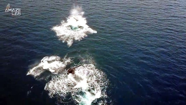 When Whaling Was Legal Gray Whales Were Called ‘Devil Fish,’ Now They’re Some of the Gentlest Marine Mammals and No One Knows Why