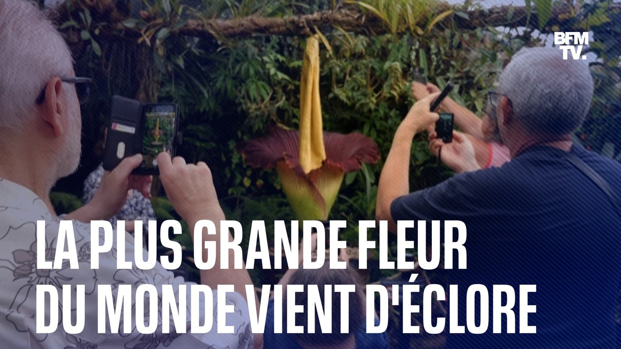 La plus grande fleur du monde vient d'éclore à Nancy
