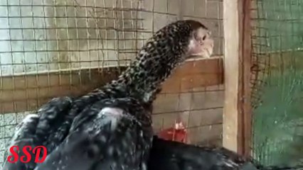 Parcelain parrot beak