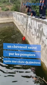 Il se débattait, il n'avait pas pied : un chevreuil tombe dans l'eau, des promeneurs alertent les secours
