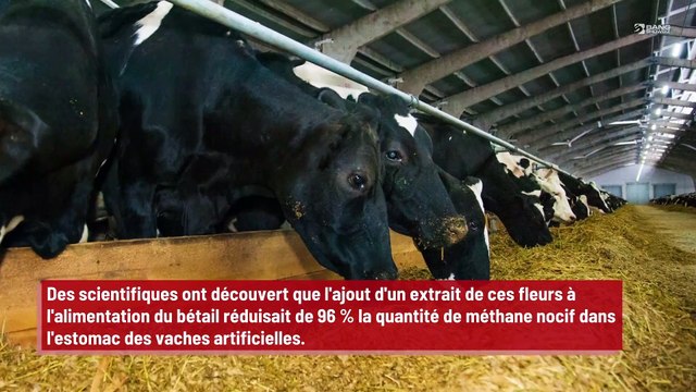 Les jonquilles données en pâture aux vaches pourraient sauver le monde !