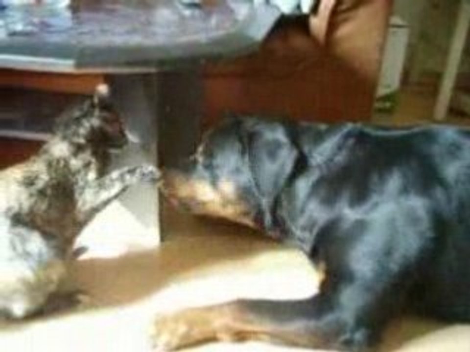 Rencontre entre spike et kimy