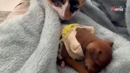 Un chat découvre un chiot endormi : il fait preuve d'une douceur extraordinaire pour leur première rencontre (vidéo)