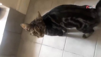 Un chat errant entre dans une boite, ce qu'elle découvre en s'approchant la met hors d'elle (vidéo)