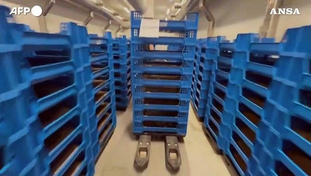 Proteine dagli scarti agricoli con l'allevamento della mosca soldato nera