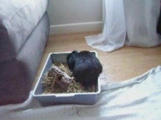 Button the House Bunny going bonkers in her tray!Part 1of2