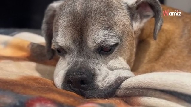 Ses chiens âgés ne peuvent plus monter les escaliers elle prend une décision radicale et bouleversante (vidéo)