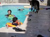 Yüzme havuzunda dakikalarca çocukların başında bekledi: Köpeğin vefası şaşırttı