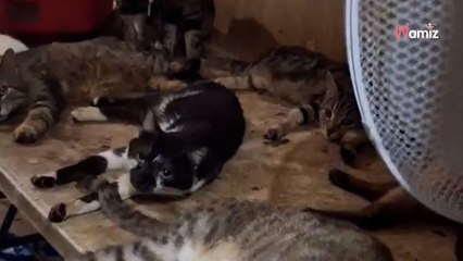Nice : il menace de faire exploser son appartement, les autorités découvrent 130 chatons et chiots à l'intérieur