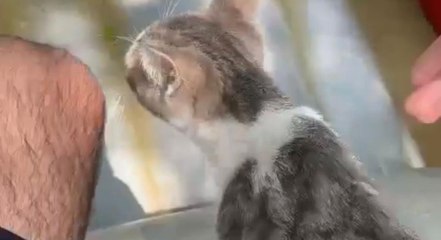 Sular yükselince ağaçta mahsur kalan kedi kurtarıldı