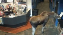 Alce protagoniza una inesperada visita en un cine de Alaska