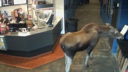 Alce protagoniza una inesperada visita en un cine de Alaska