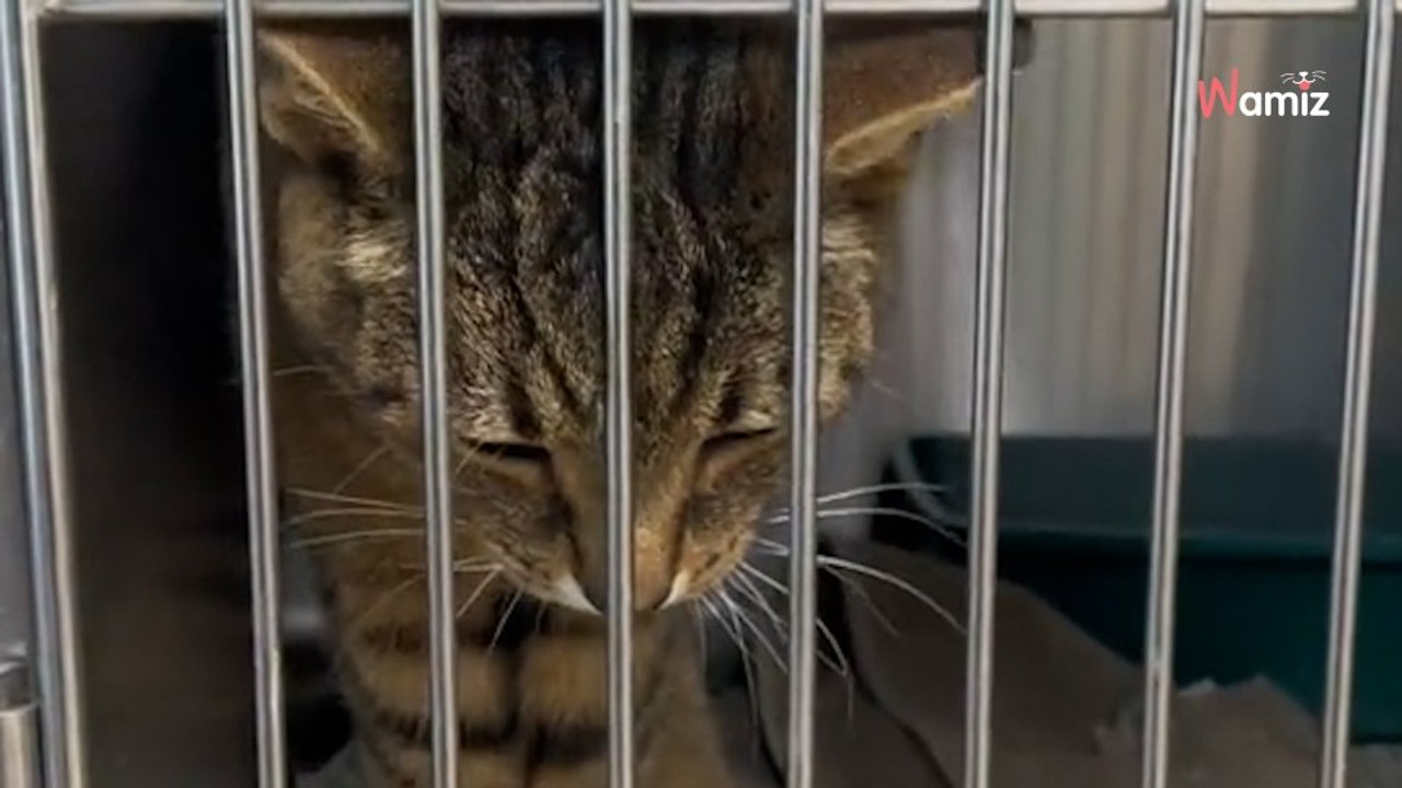 Ils demandent l’euthanasie de leur chat de 13 ans : une femme sauve l’animal et fait une mise au point sur les réseaux sociaux