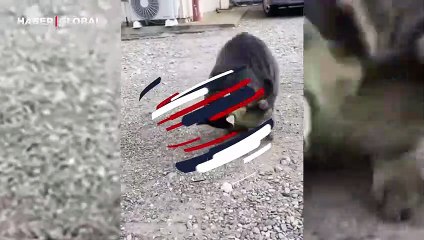 Sokak kedisinin ilginç yeteneği şaşırttı! 'Takla ile dönüyor'