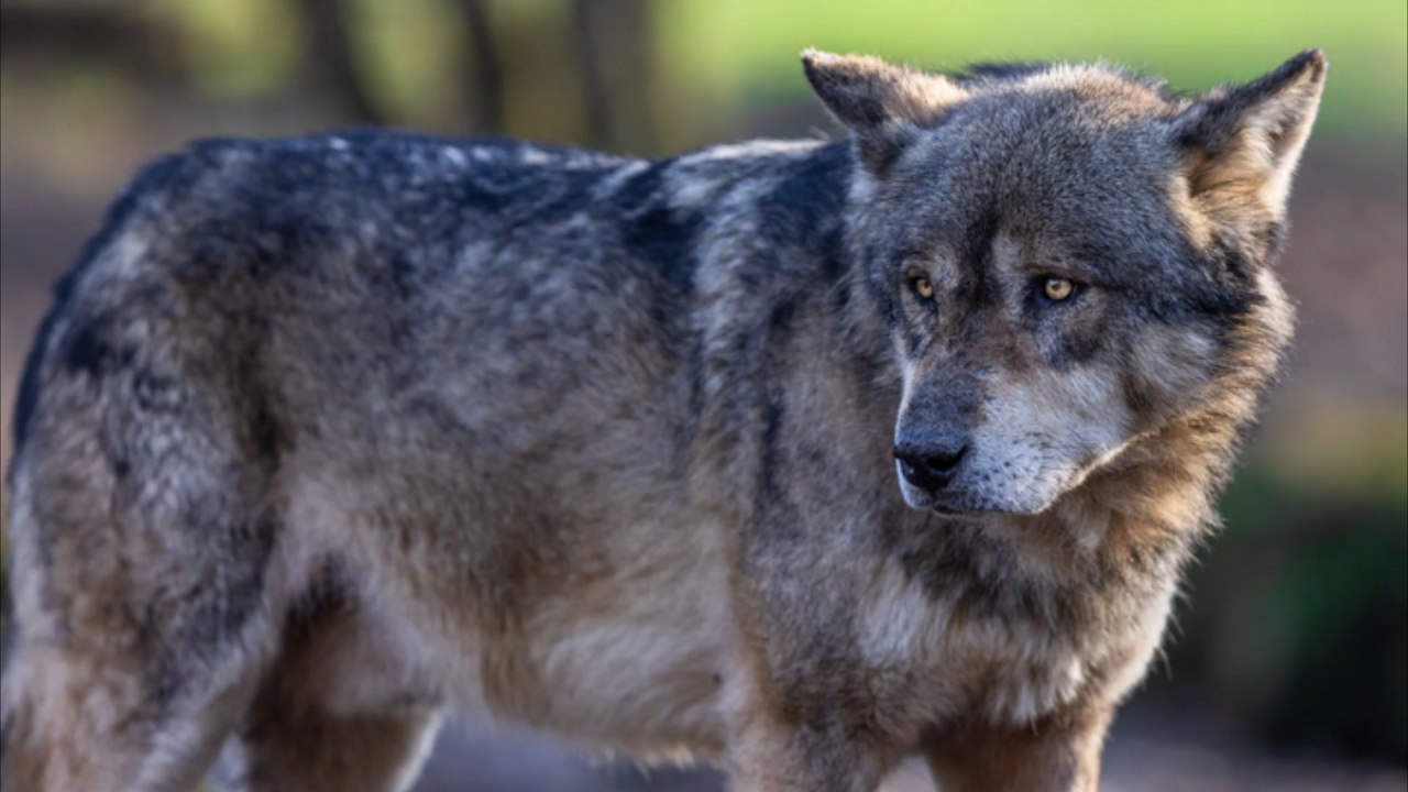 Kopfloser Wolf in blauem Sack im Mittellandkanal gefunden