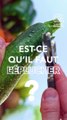 CUISINE ACTUELLE - Sexy Veggie la courgette