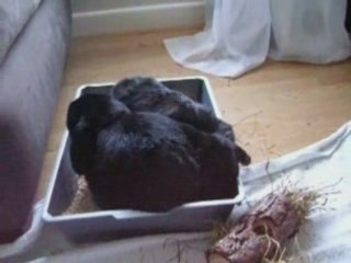 Button the House Bunny going bonkers in her tray!Part 2of2