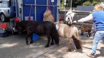 Watch a goat jump from the back of one donkey to another at St Lawrence Surgery Community Open Day in Worthing