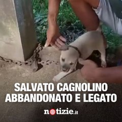 Salvato cagnolino abbandonato e legato