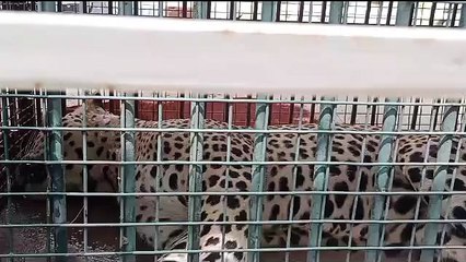 Barmer: Wildlife: पकड़ा गया पैंथर, जोधपुर भेजा