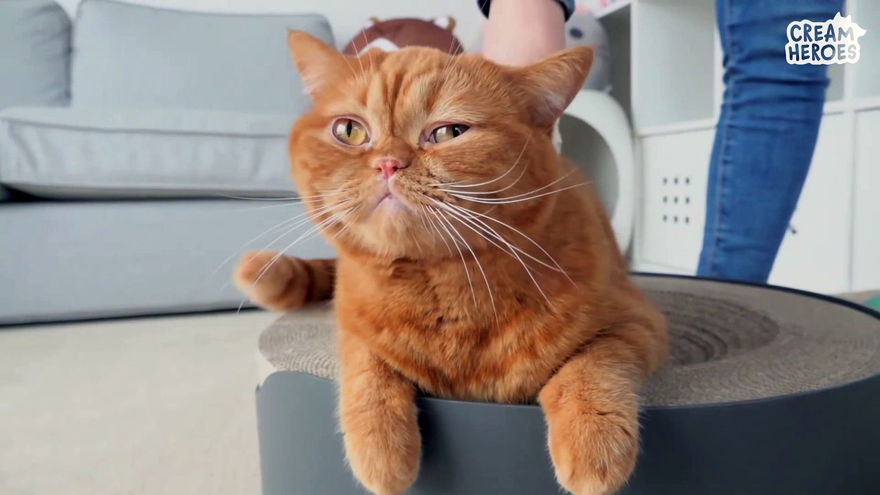 Attacked Cats With Foot Smell! (ENG SUB)