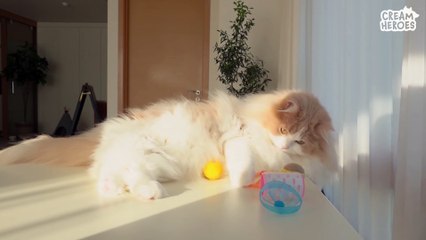 Uncomfortable Things Happen When Cat Is Too Smart (ENG SUB)