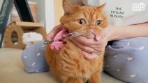 Do Cats Really Run When They See The Trimmer? (ENG SUB)