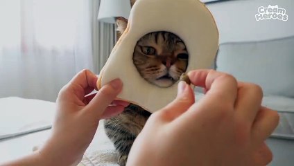 Cat's Head Got Stuck In The Bread! (ENG SUB)