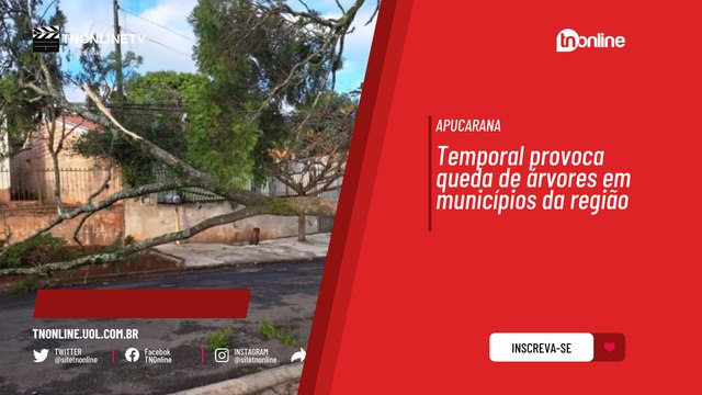 Temporal provoca queda de árvores em municípios da região; saiba mais