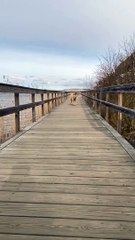 Old Dog Cute One Funny Dog Run Videos
