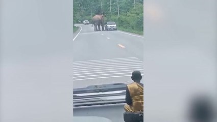 Lone wild elephant stops passing cars to search for food